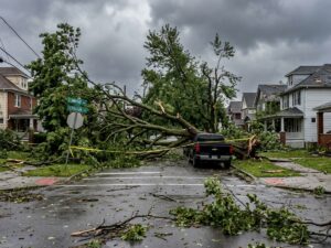 Emergency Tree Removal Buffalo NY: What to Do After a Storm