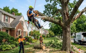 Arborist Buffalo NY Tree Inspection Tips Before Winter Storms