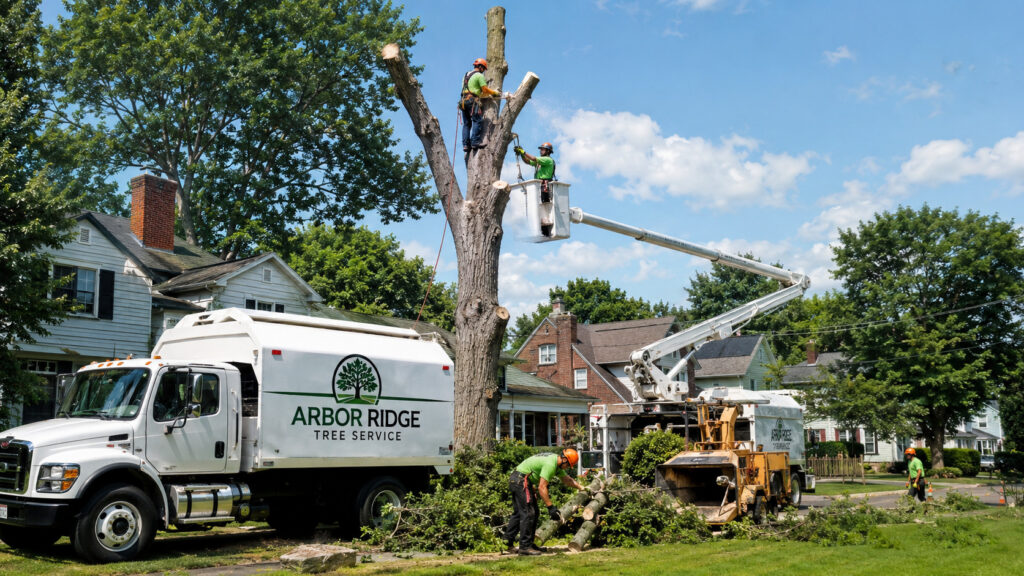 Tree Removal Services Buffalo NY: Fast, Safe, and Reliable Solutions