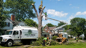 Tree Removal Services Buffalo NY: Fast, Safe, and Reliable Solutions