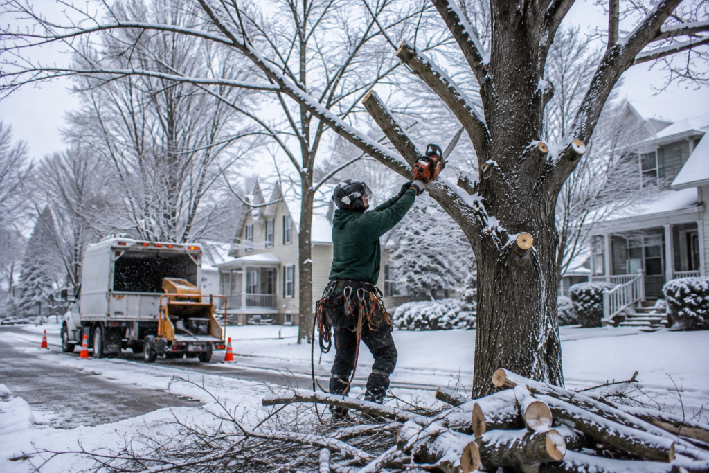 Tree Removal Buffalo NY