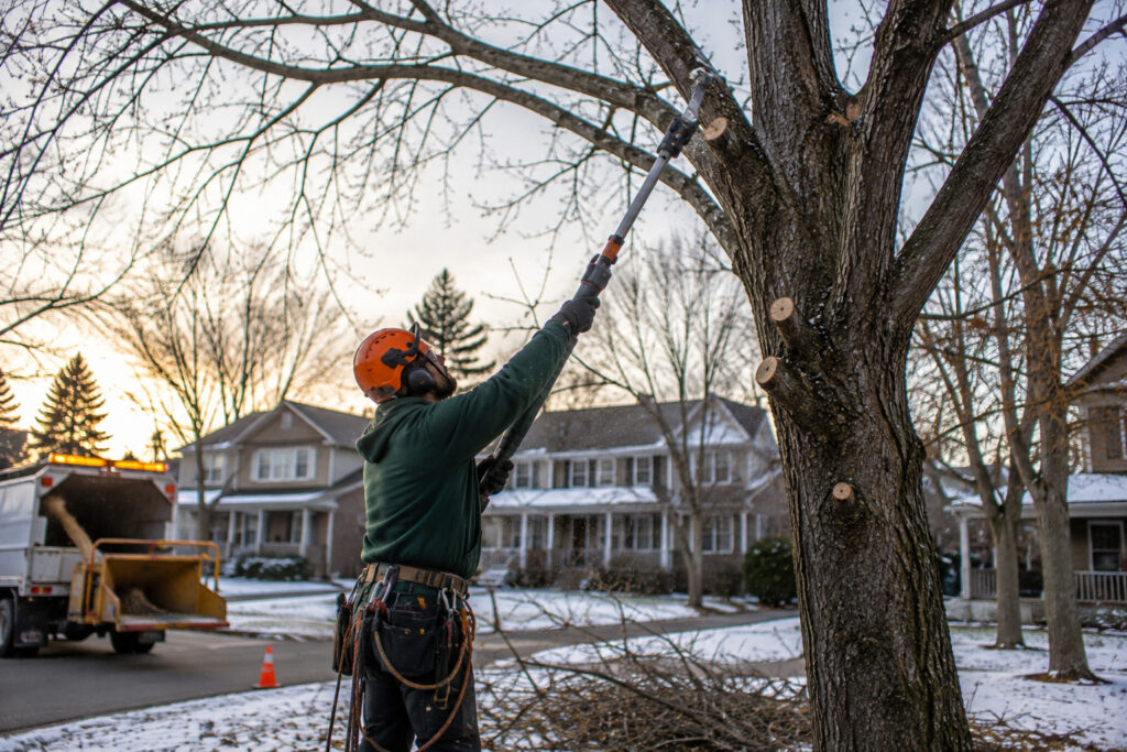 Essential Tree Trimming Tips for Buffalo NY Homeowners Before Winter
