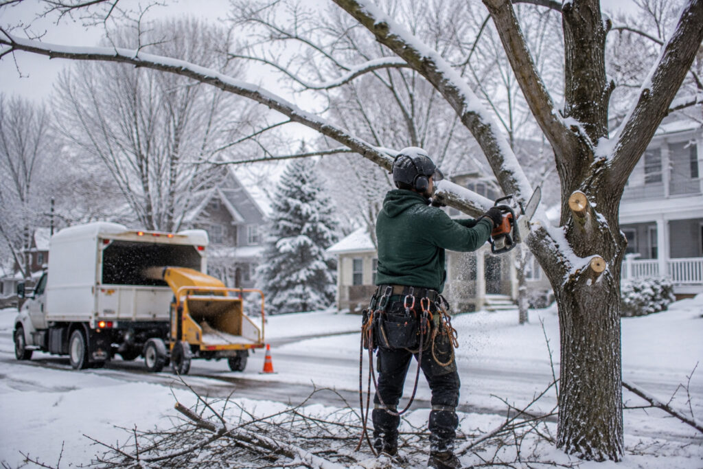 Emergency Tree Removal Buffalo NY